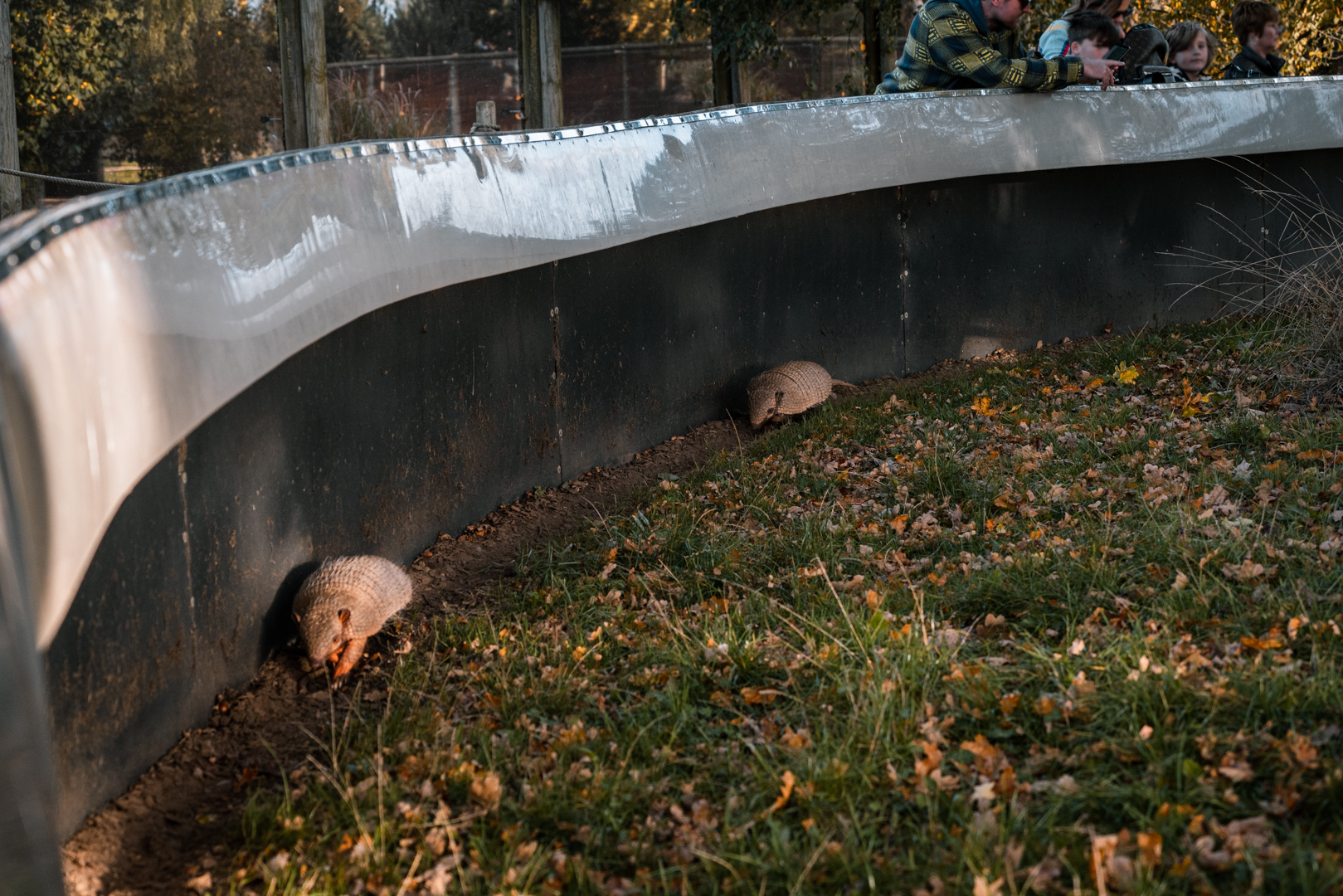 Six-Banded Armadillos