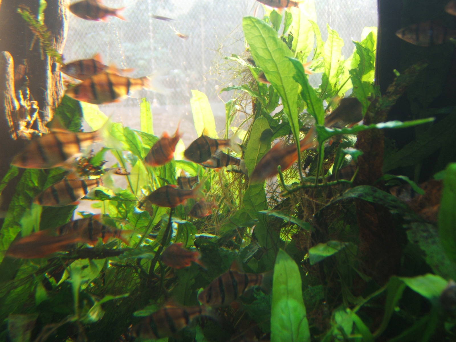 Six-banded Barb (Desmopuntius hexazona)