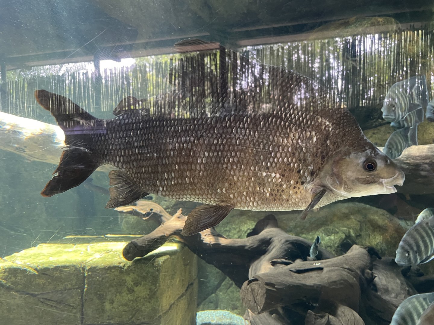 Six-banded Distichodus (Distichodus sexfasciatus)