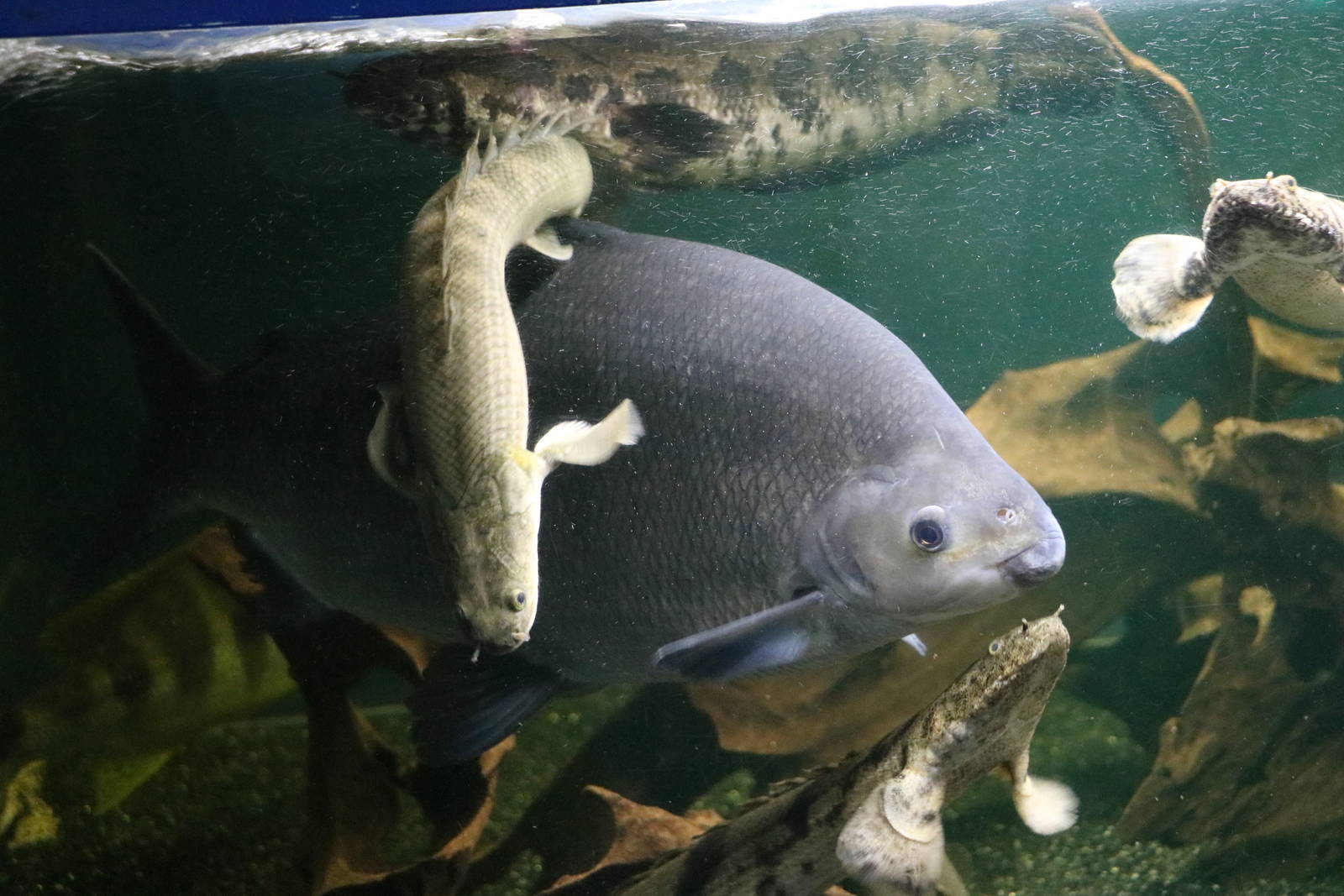 Six-banded distichodus - Tokyo Tower Aquarium, February 2016