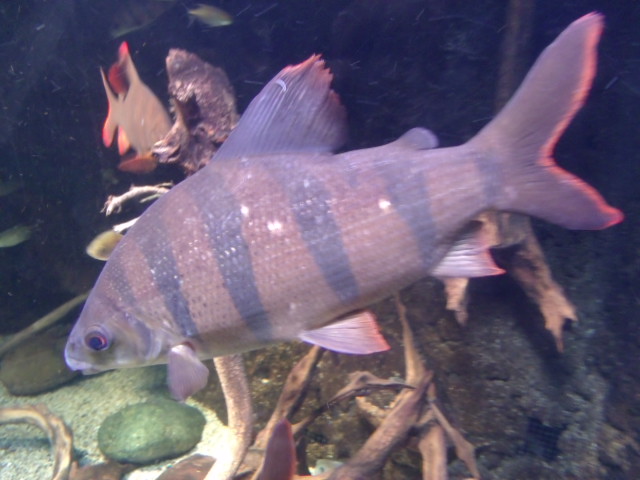Six-Banded Distichodus