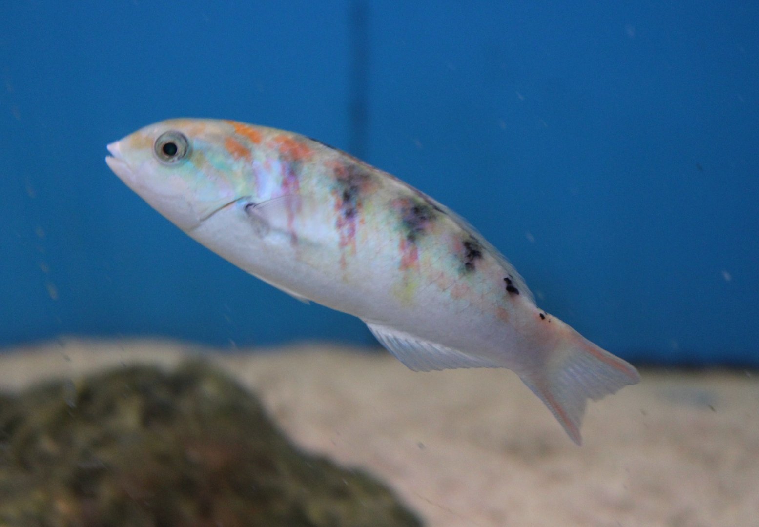 Six-bar wrasse - Thalasoma hardwicke