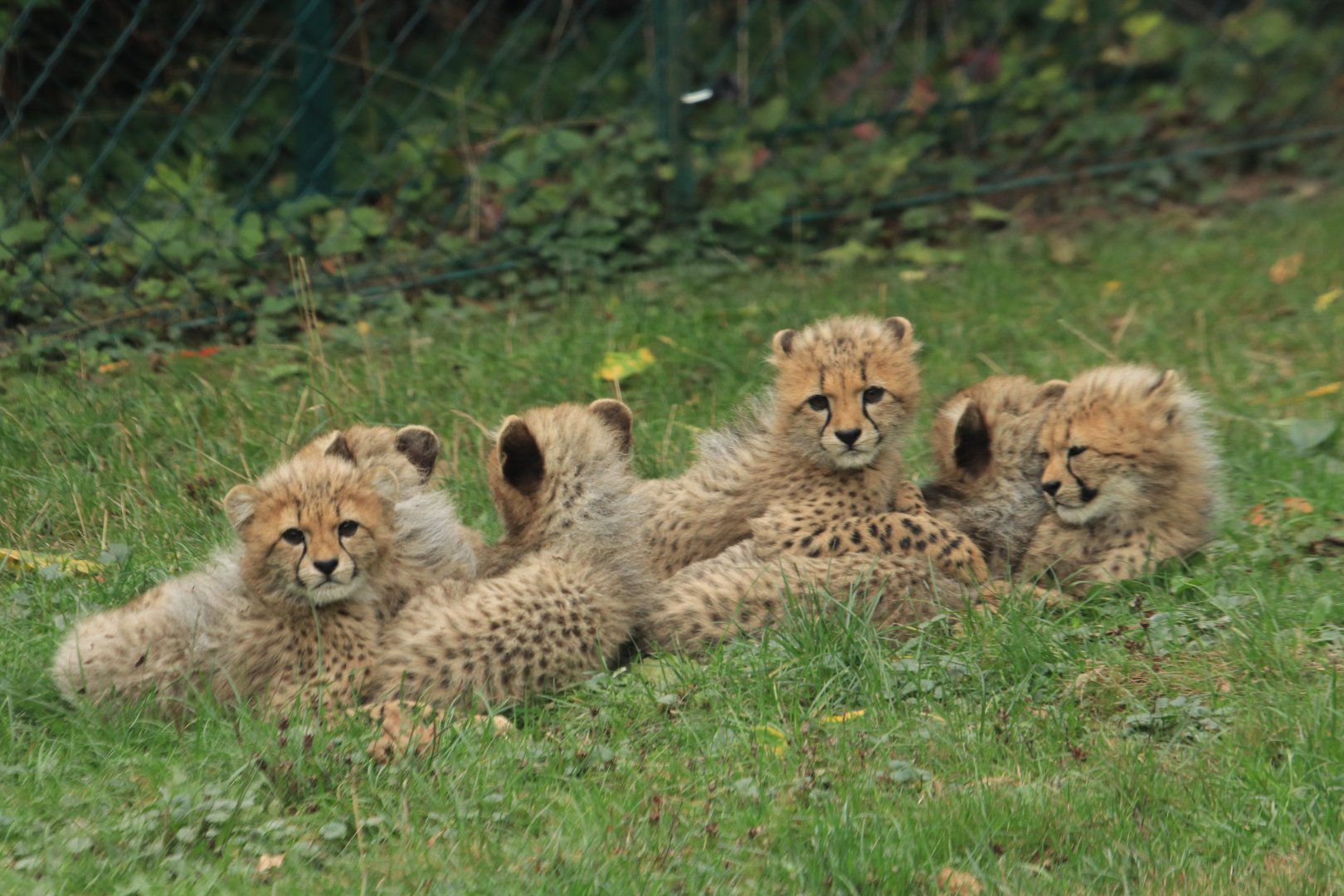 Six Cheetah cubs (September 2019)