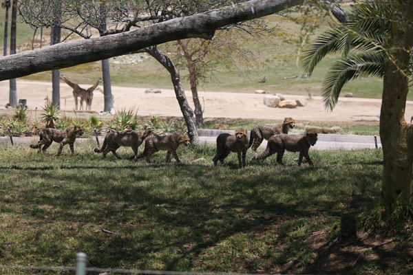 six cheetah cubs