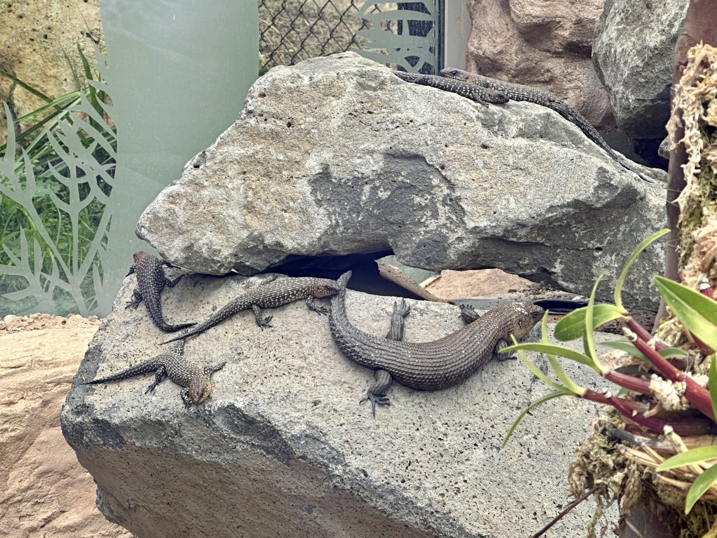 Six Cunningham’s Skinks