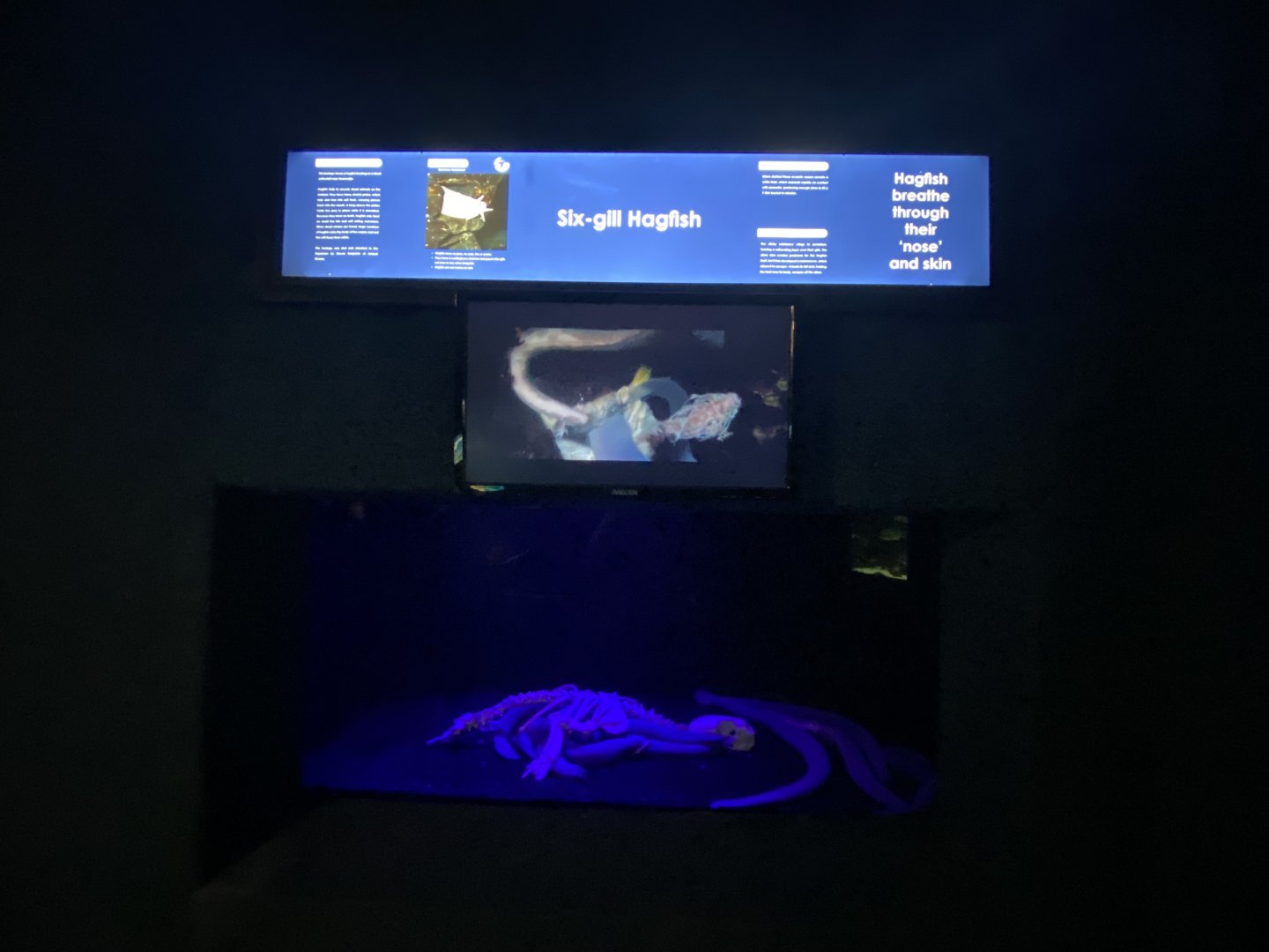 Six gill hagfish aquarium