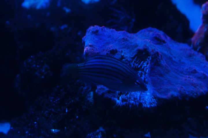 Six-line wrasse (Pseudocheilinus hexataenia)
