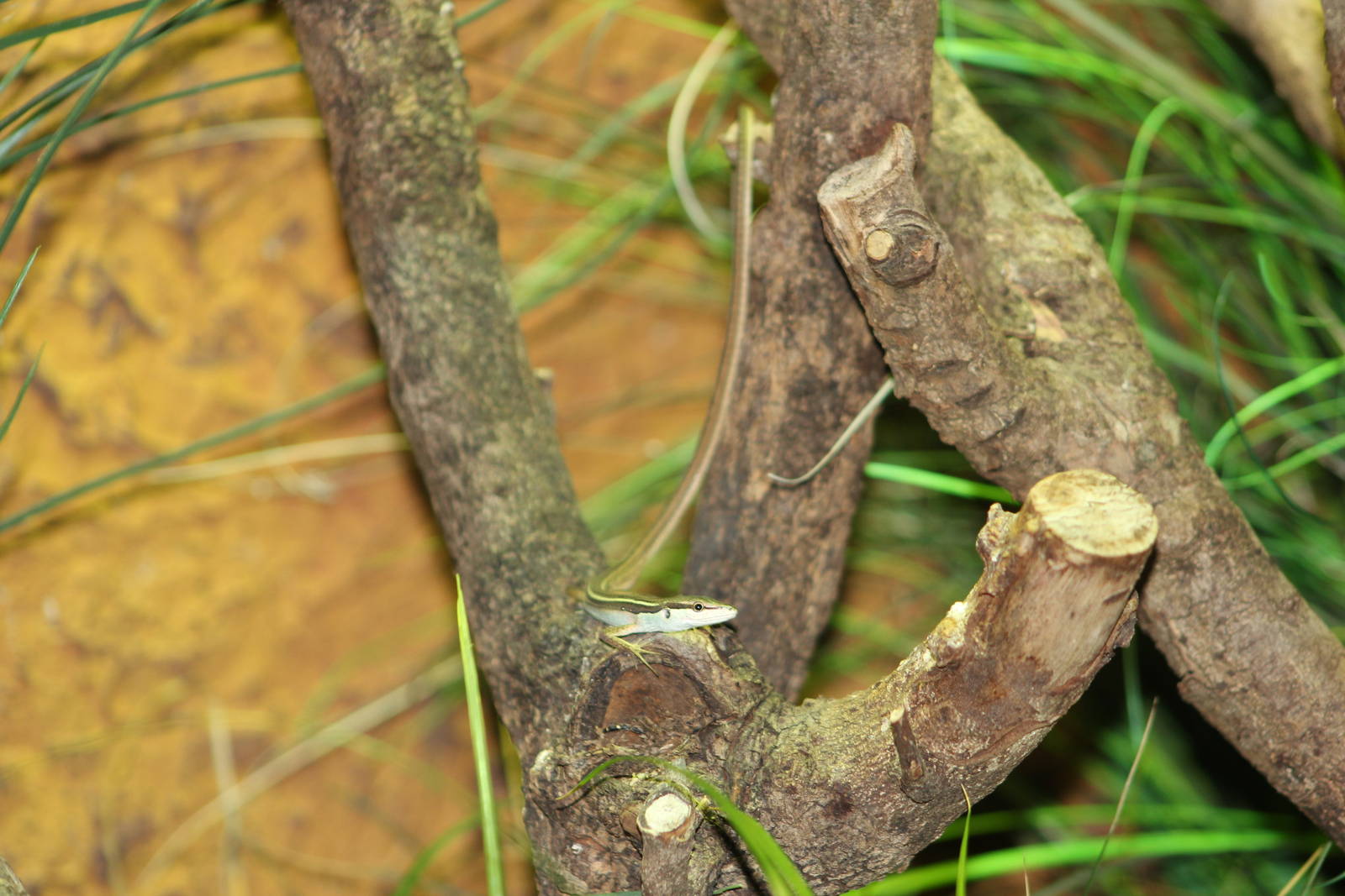 Six-lined grass lizard