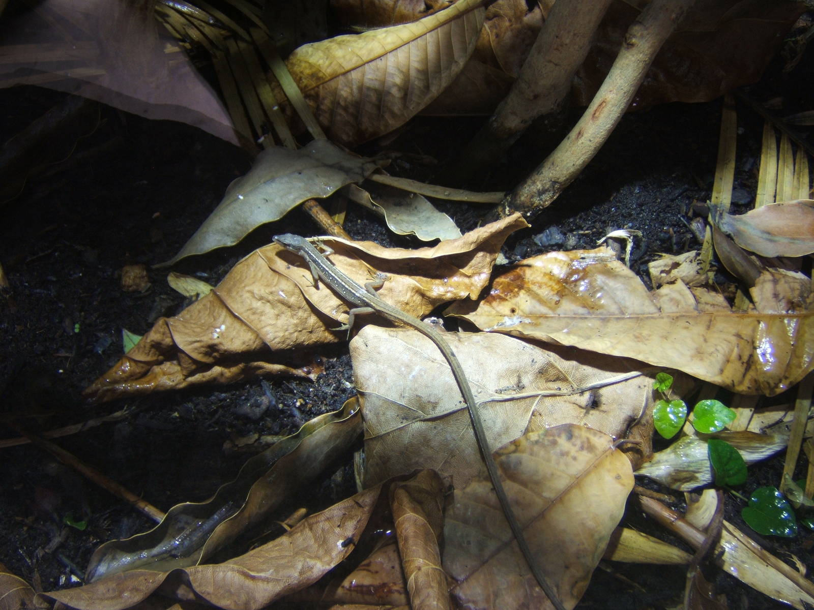 Six-lined Grass Lizard