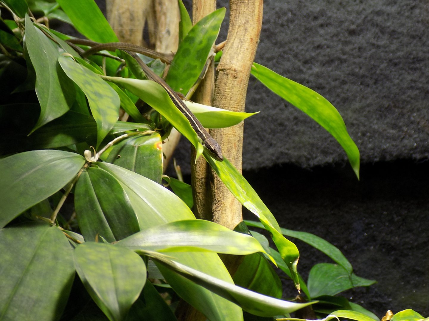Six-Lined Grass Lizard