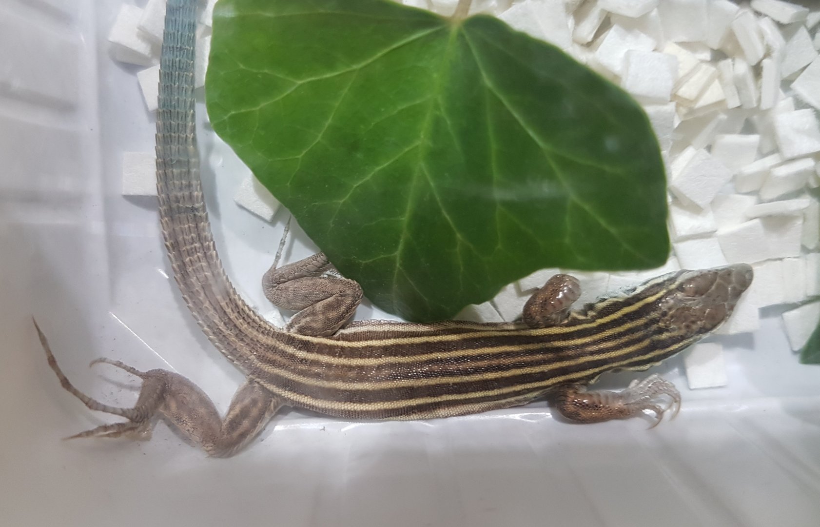 Six-lined racerunner - Aspidoscelis sexlineata