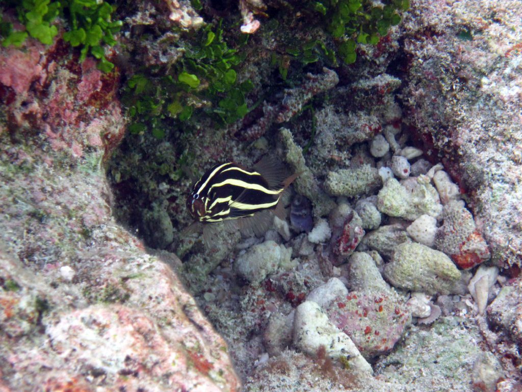 Six-lined Soapfish