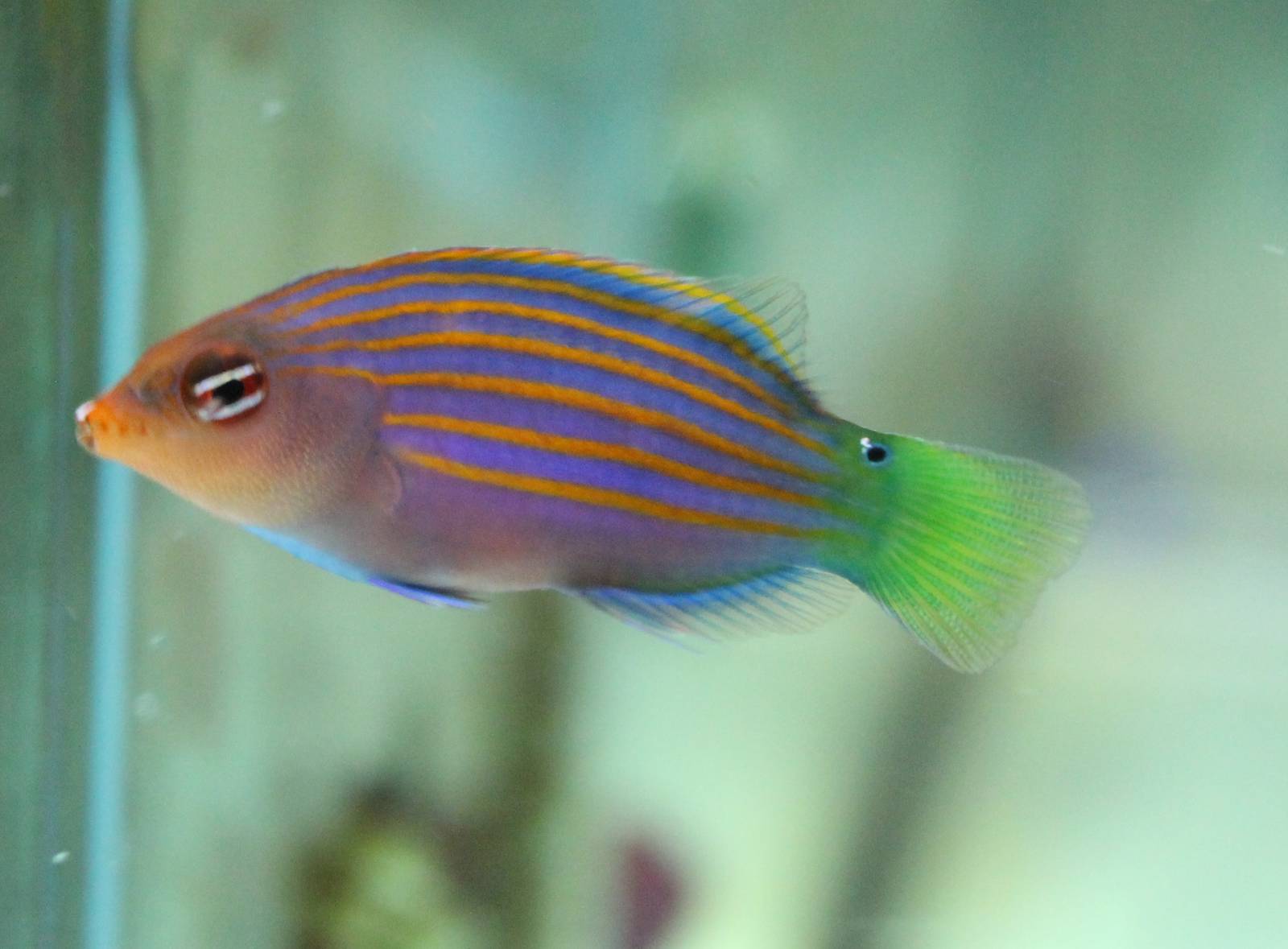 Six-lined wrasse - Pseudocheilinus hexataenia