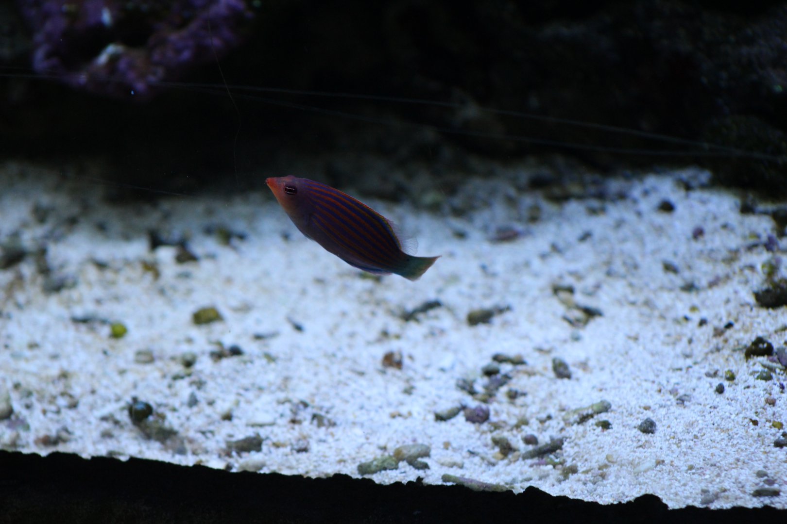 Six-Lined Wrasse