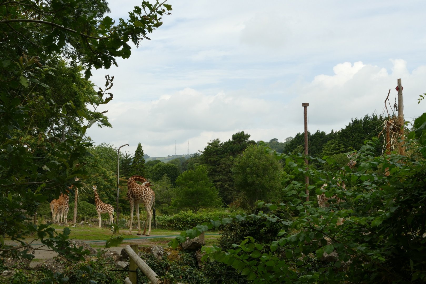 Six Rothschild's giraffes, July 2021