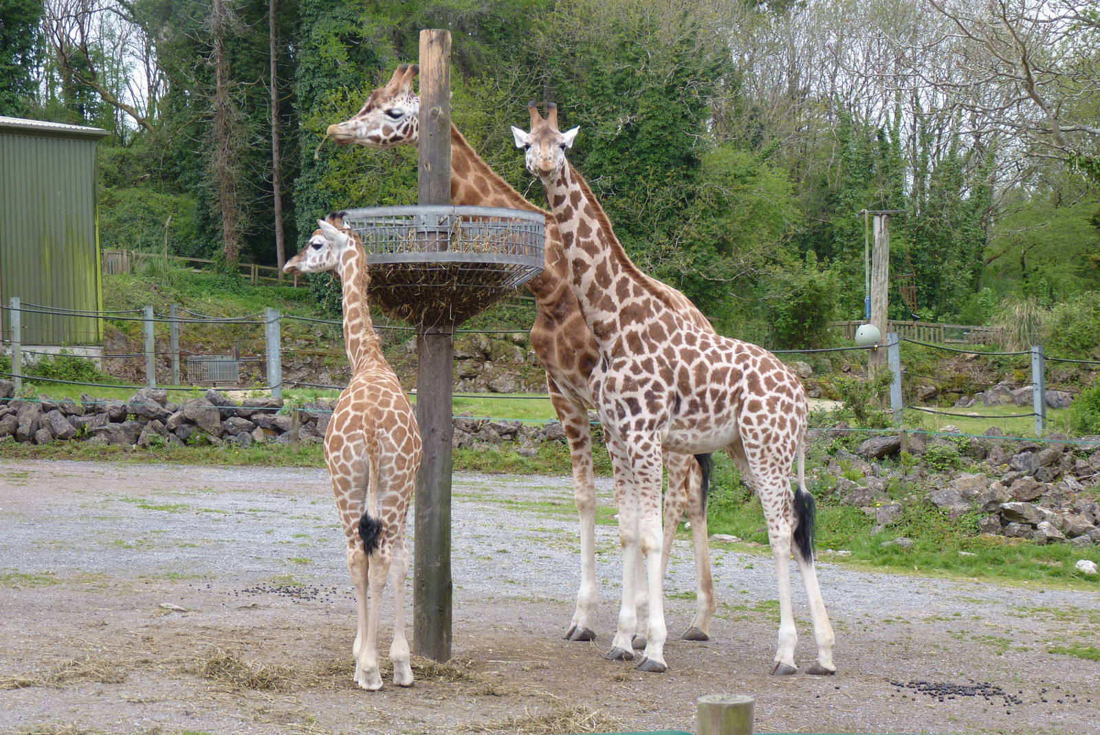 Six shades of giraffe, May 2015 #1