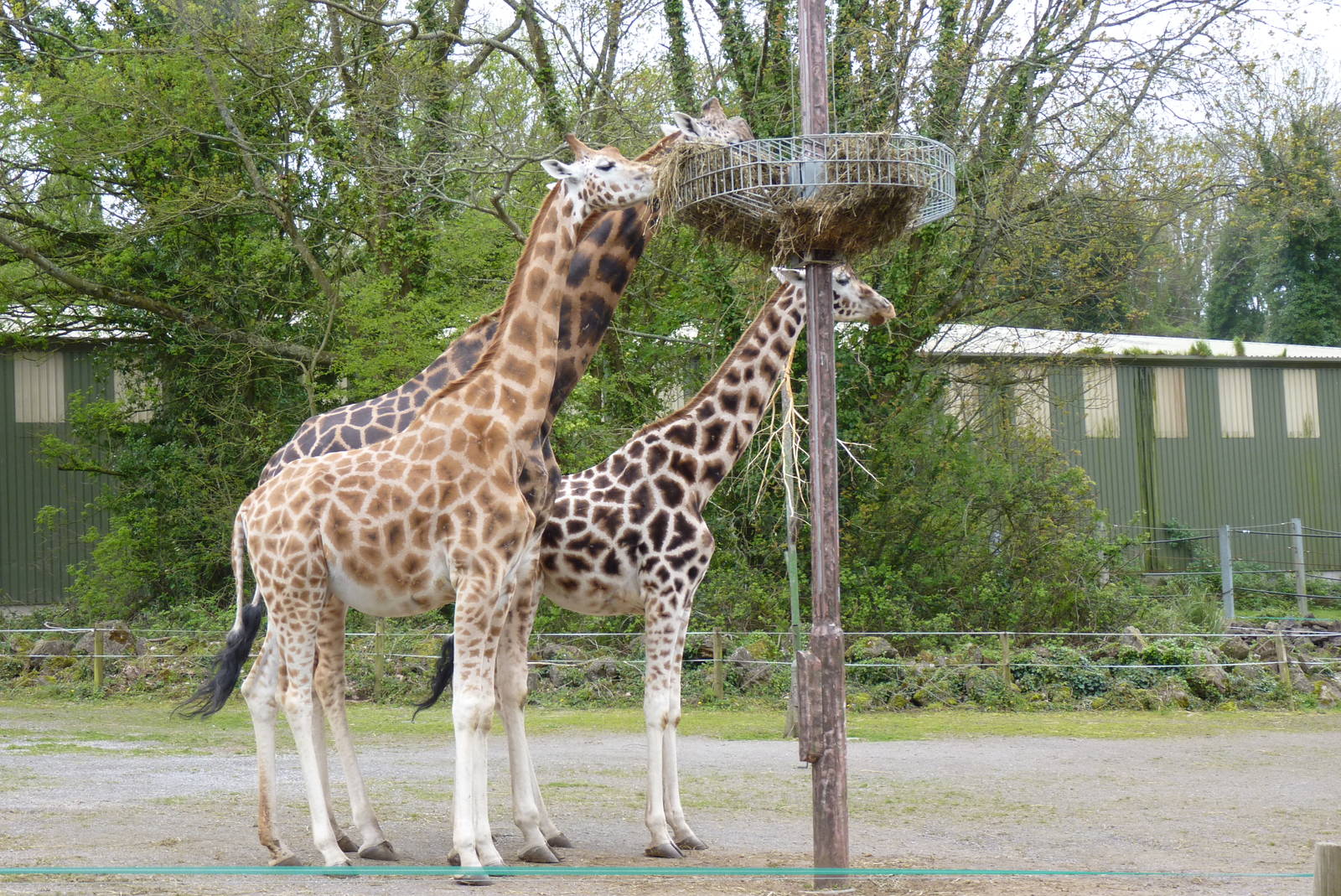 Six shades of giraffe, May 2015 #2