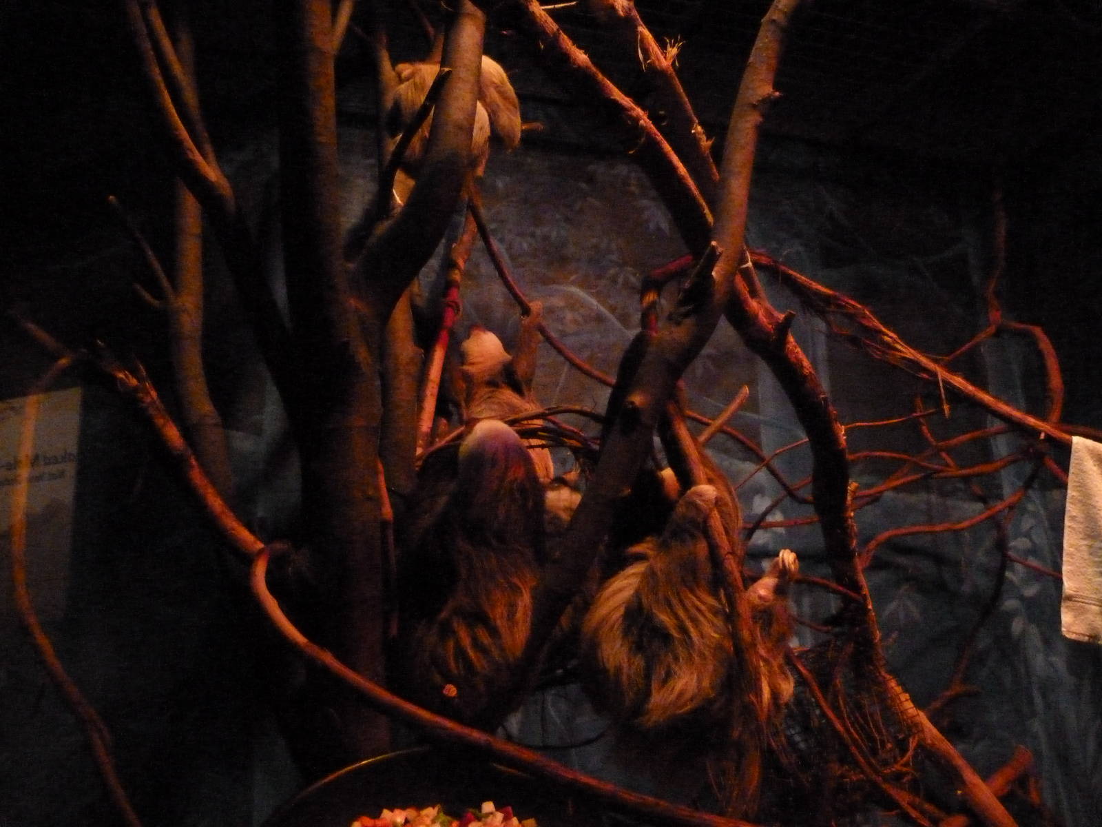 Six Sloths huddled together