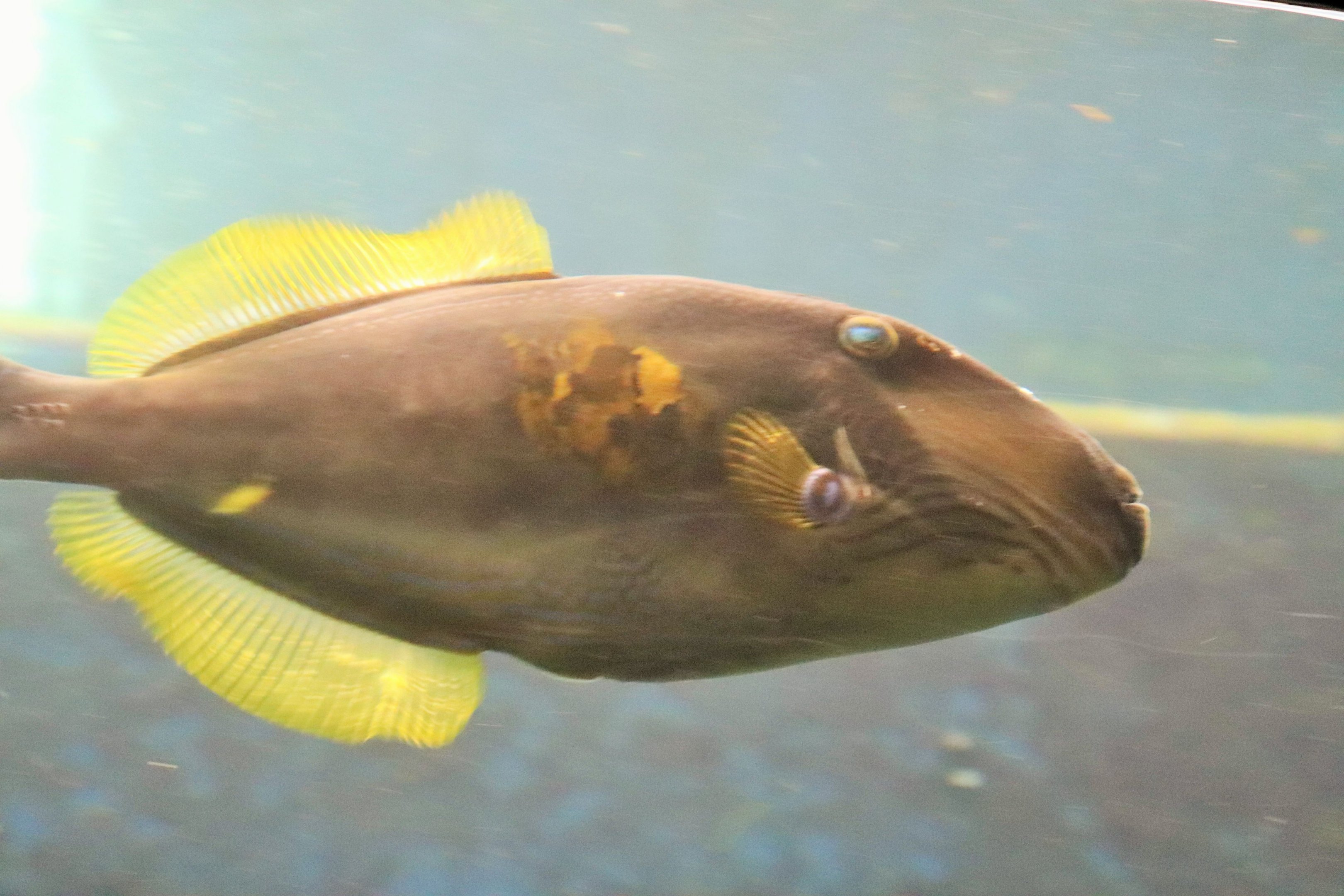 Six-spined Leatherjacket (Meuschenia freycineti )