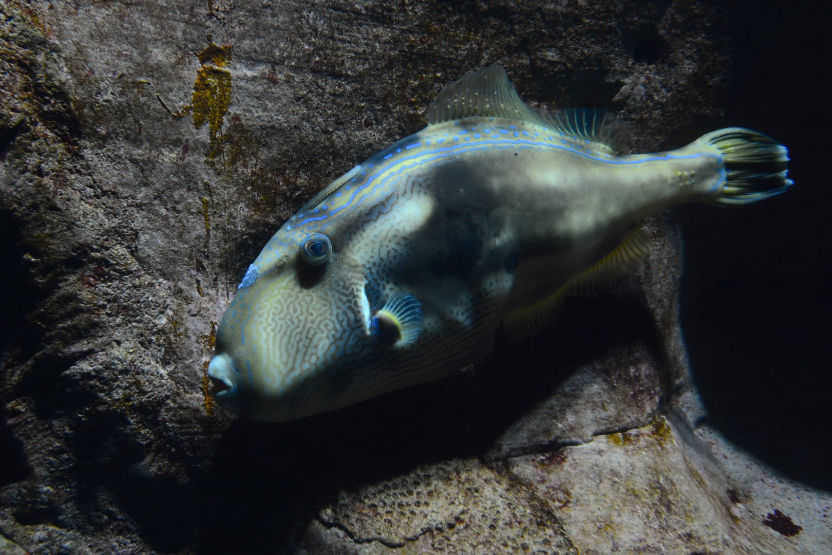 Six-spined leatherjacket (Meuschenia freycineti)