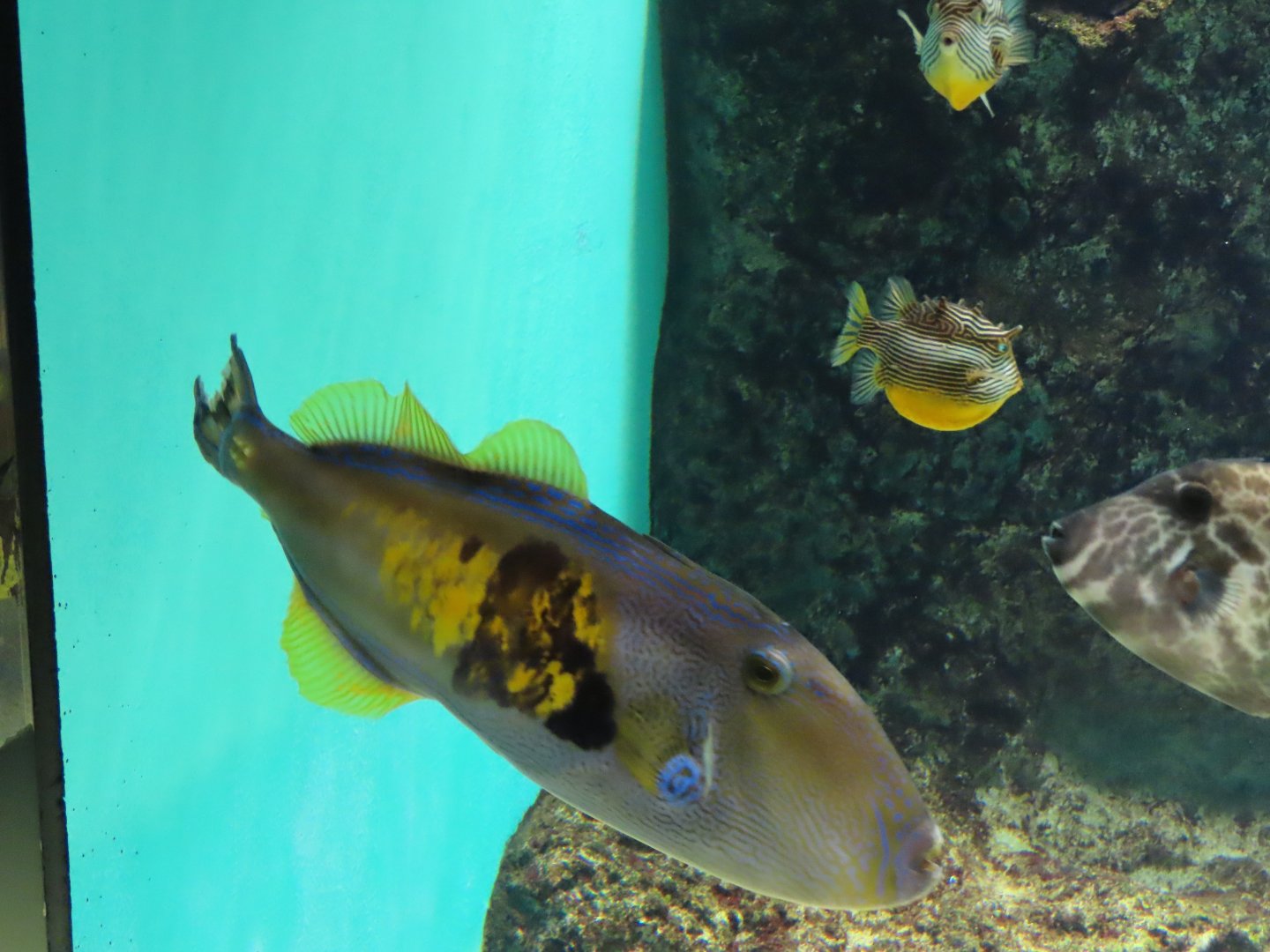Six-spined leatherjacket (Meuschenia freycineti)