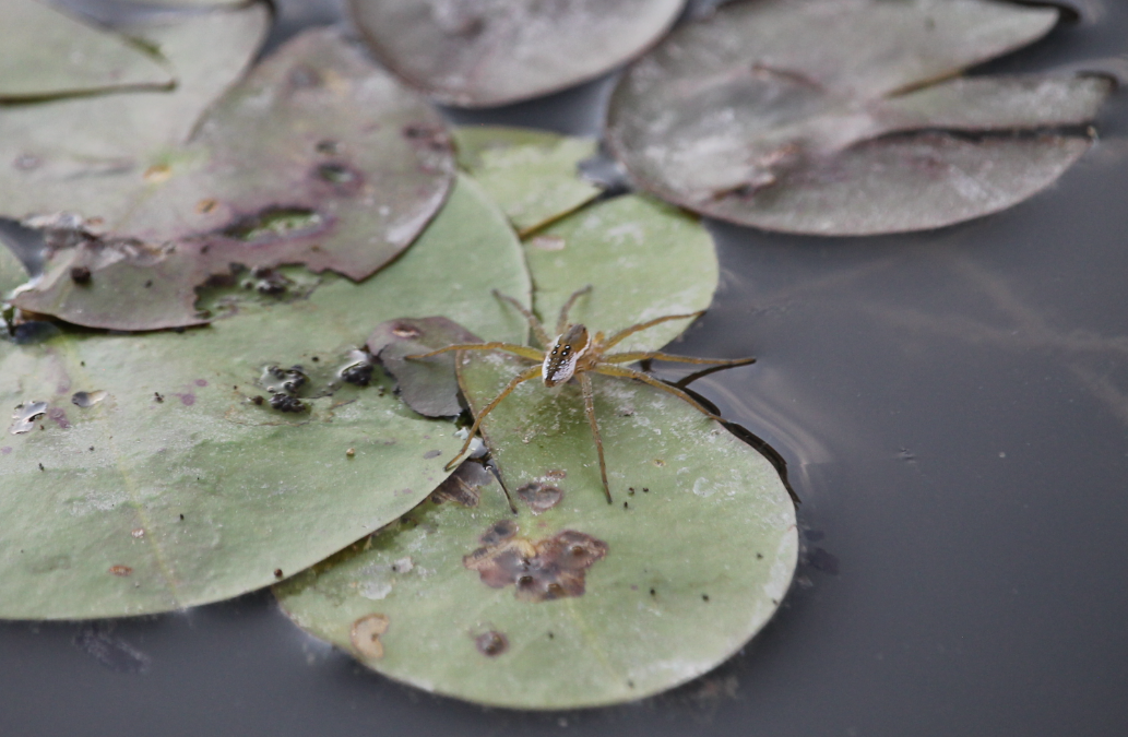 Six-spotted Fishing Spider (Dolomedes triton)