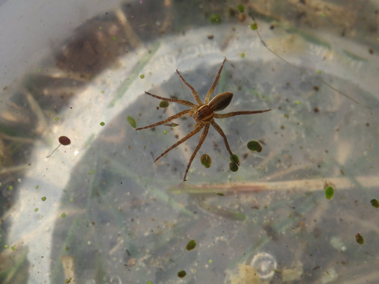 Six-spotted fishing spider