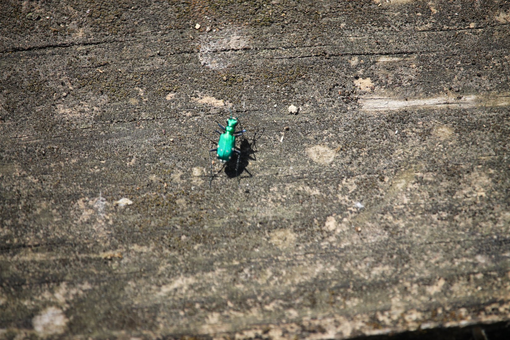 Six-spotted green tiger beetle (Cicindela sexguttata)