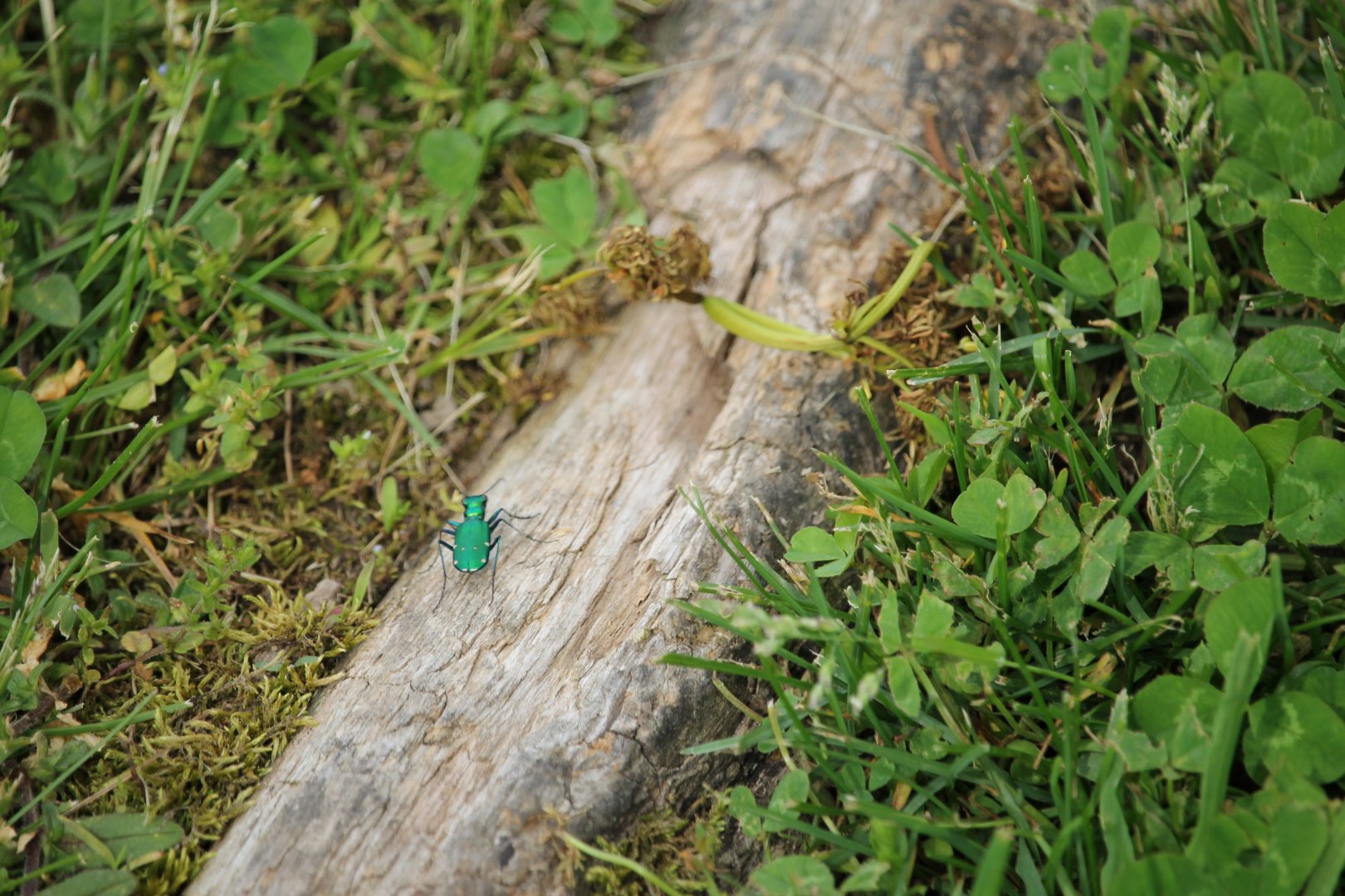 Six-spotted green tiger beetle