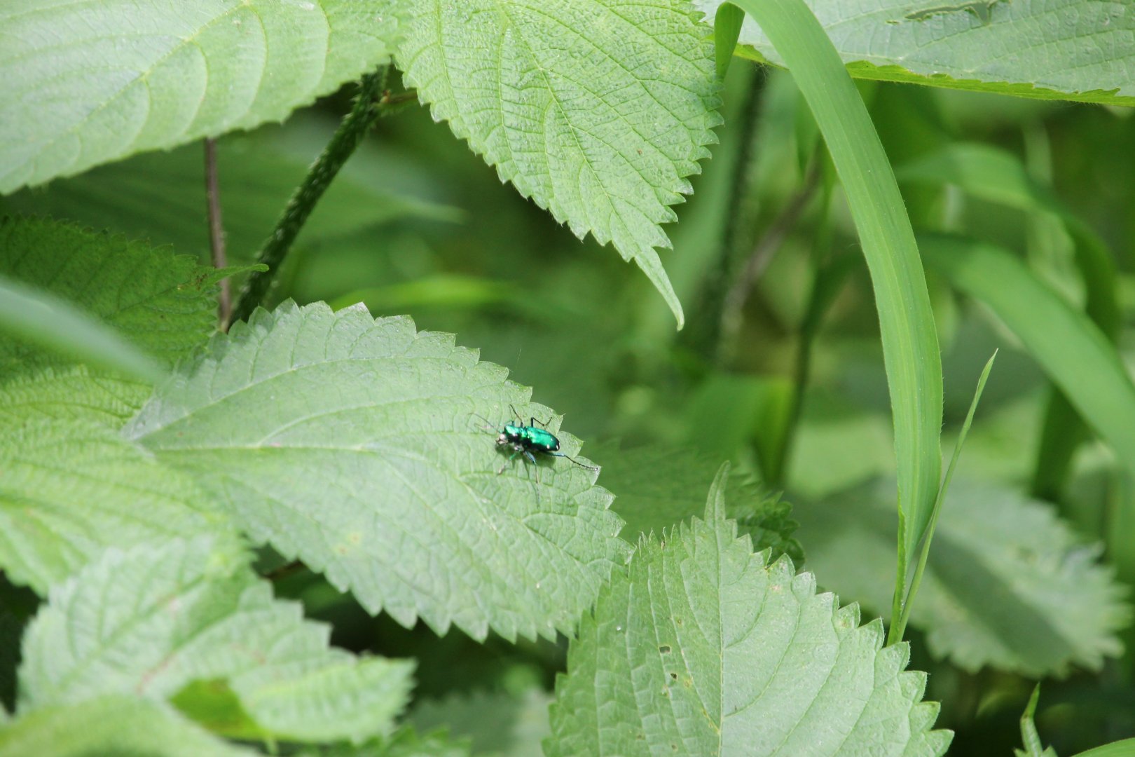 Six-spotted green tiger beetle
