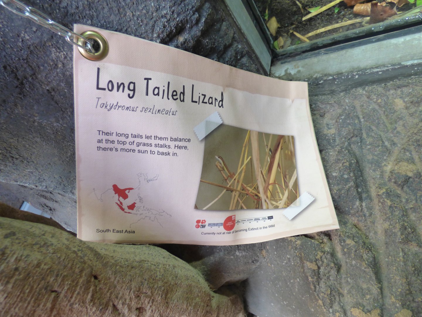 Six-Striped Long-Tailed Grass Lizard Signage