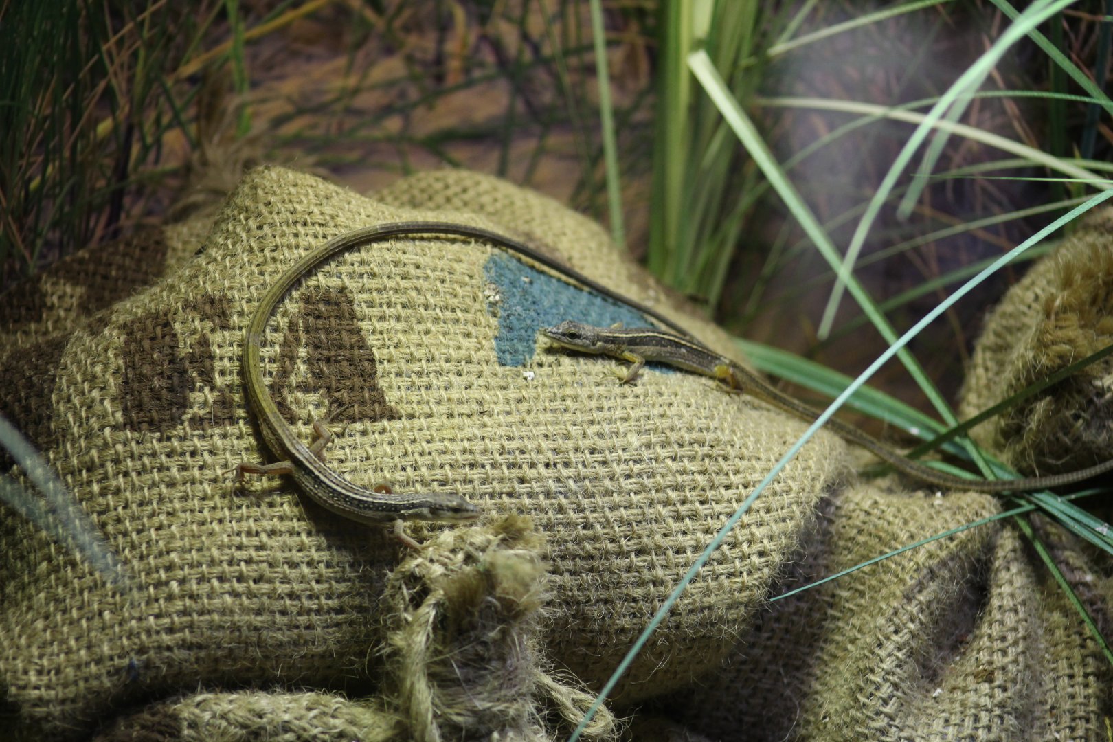 Six-Striped Long-Tailed Grass Lizards