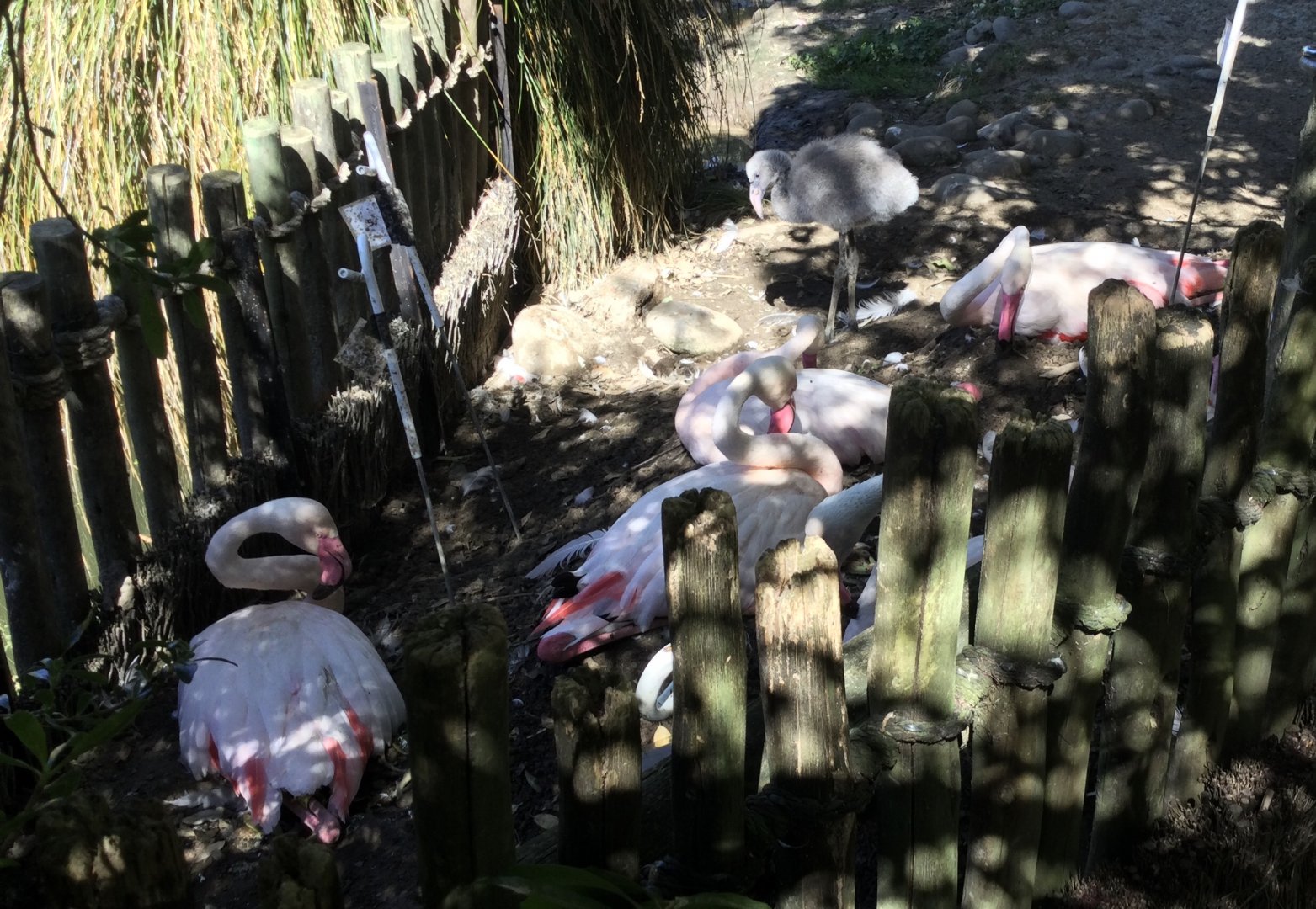 Six Week Old Greater Flamingo Chick