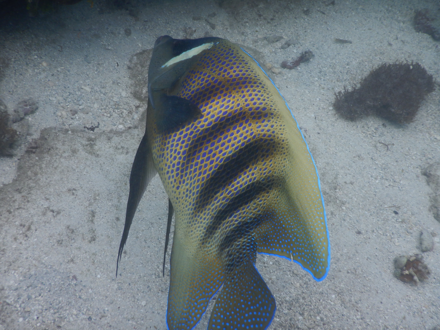 Sixband Angelfish (Pomacanthus sexstriatus)