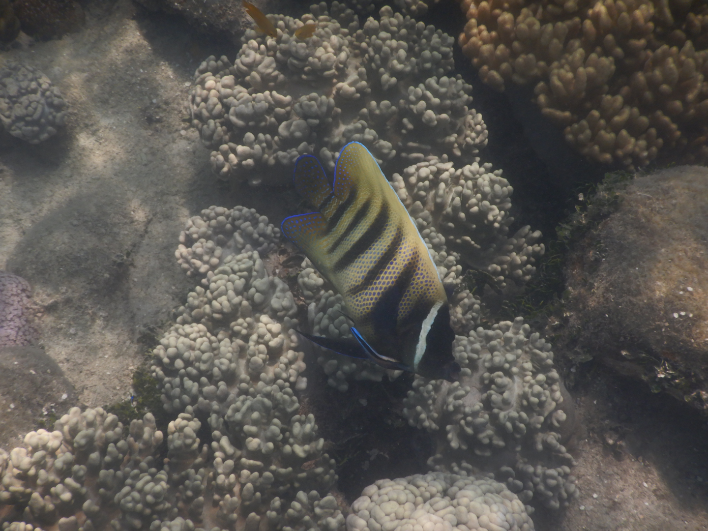 Sixbar Angelfish (Pomacanthus sexstriatus) and Bluestreak Cleaner Wrasse (Labroides dimidiata) - Green Island