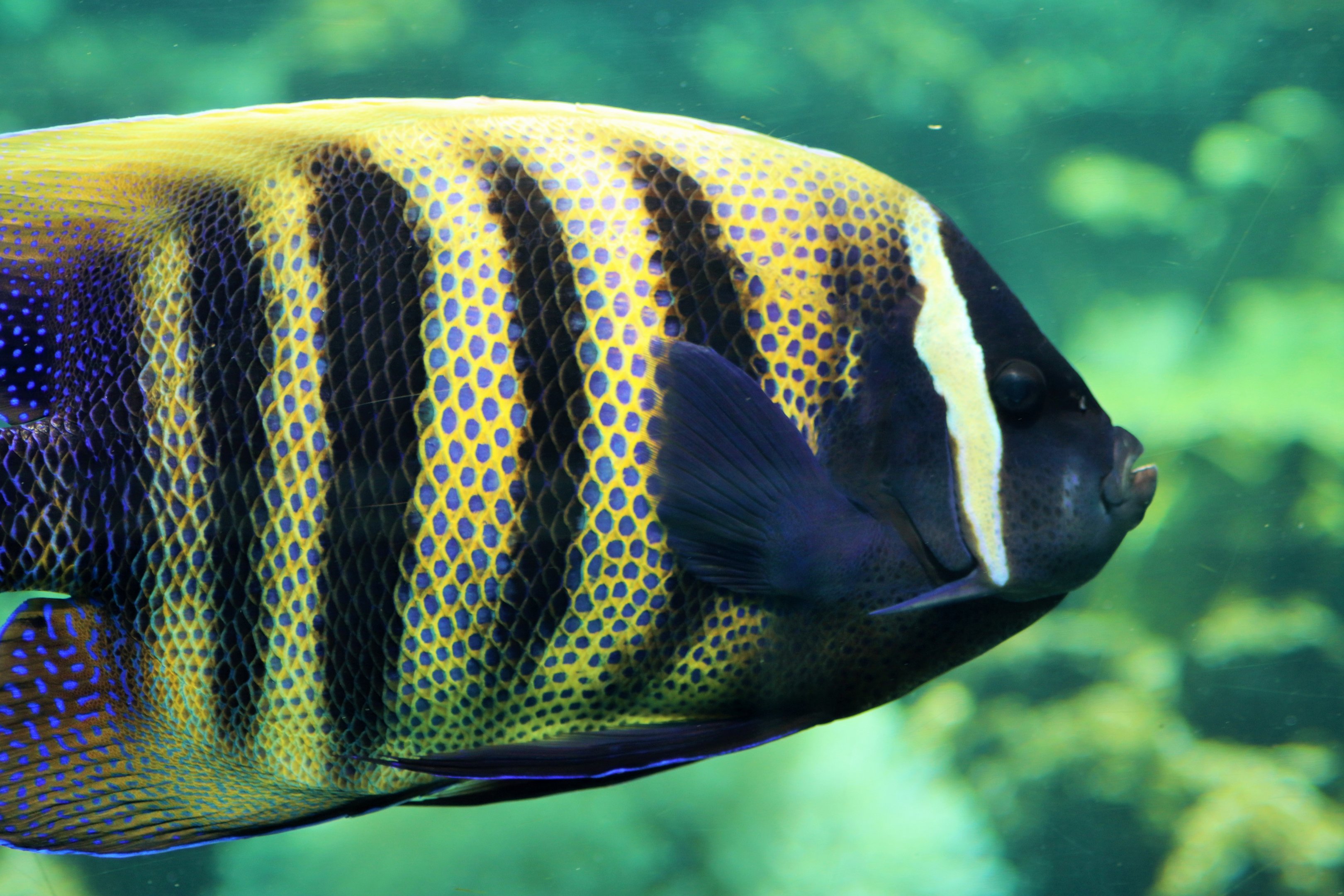 Sixbar Angelfish (Pomacanthus sexstriatus)