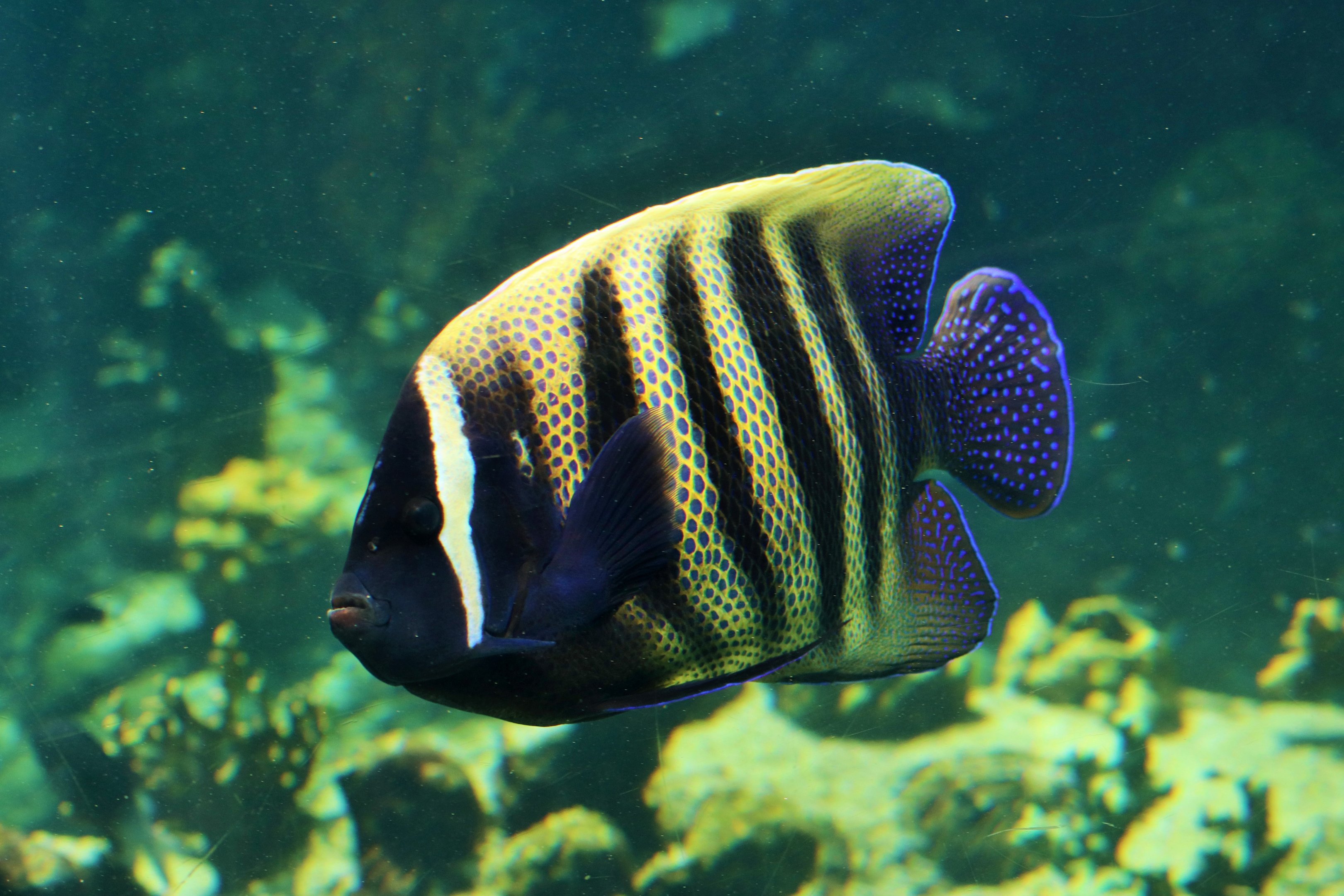 Sixbar Angelfish (Pomacanthus sexstriatus)