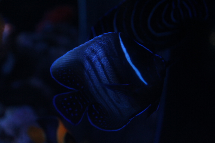 Sixbar angelfish (Pomacanthus sexstriatus)