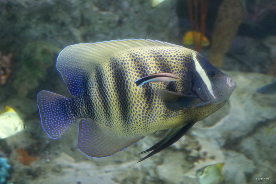 Sixbar angelfish (Pomacanthus sexstriatus)