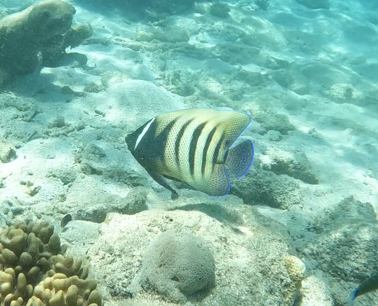 Sixbar Angelfish (Pomacanthus sexstriatus)