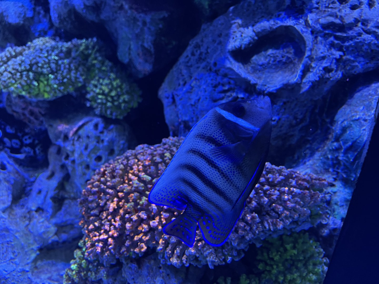 sixbar angelfish (pomacanthus sextriatus) - BX Sea