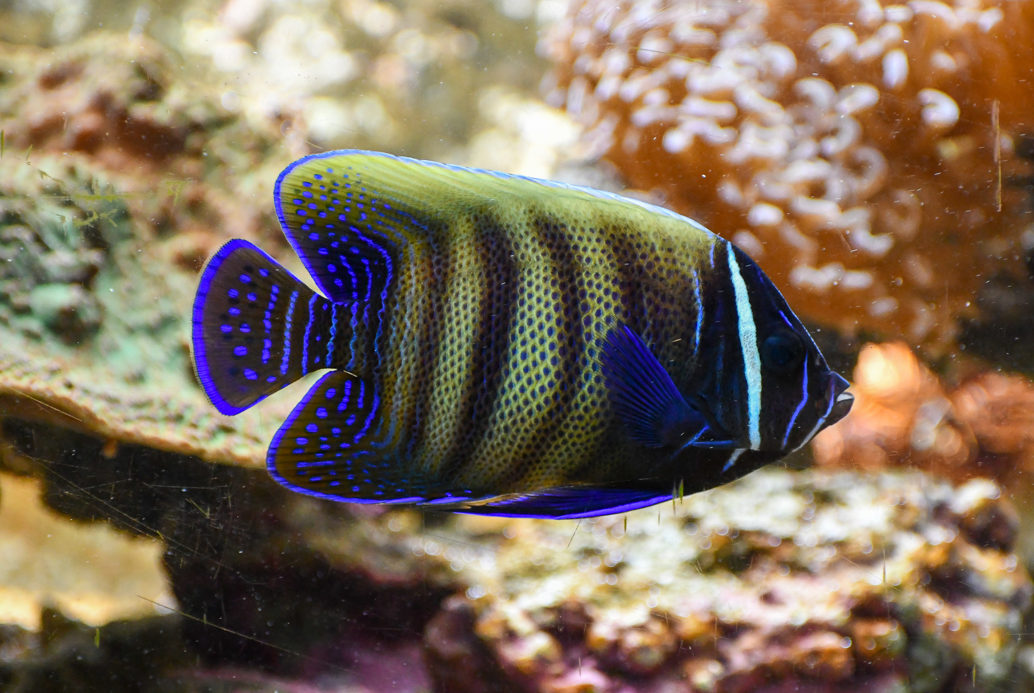 Sixbar Angelfish - transitioning into adult colouration