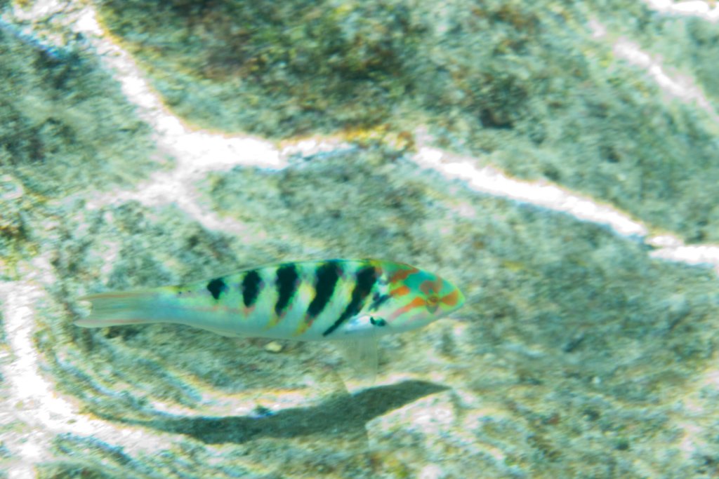 Sixbar Wrasse (Thalassoma hardwicke)