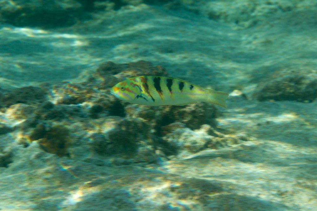 Sixbar Wrasse (Thalassoma hardwicke)