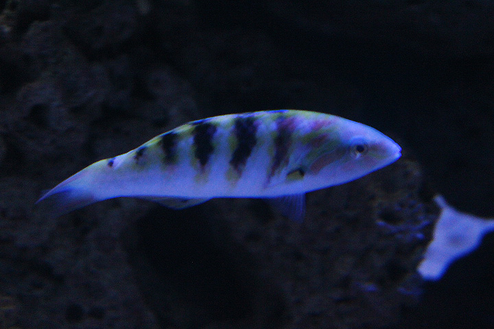 Sixbar wrasse (Thalassoma hardwicke)