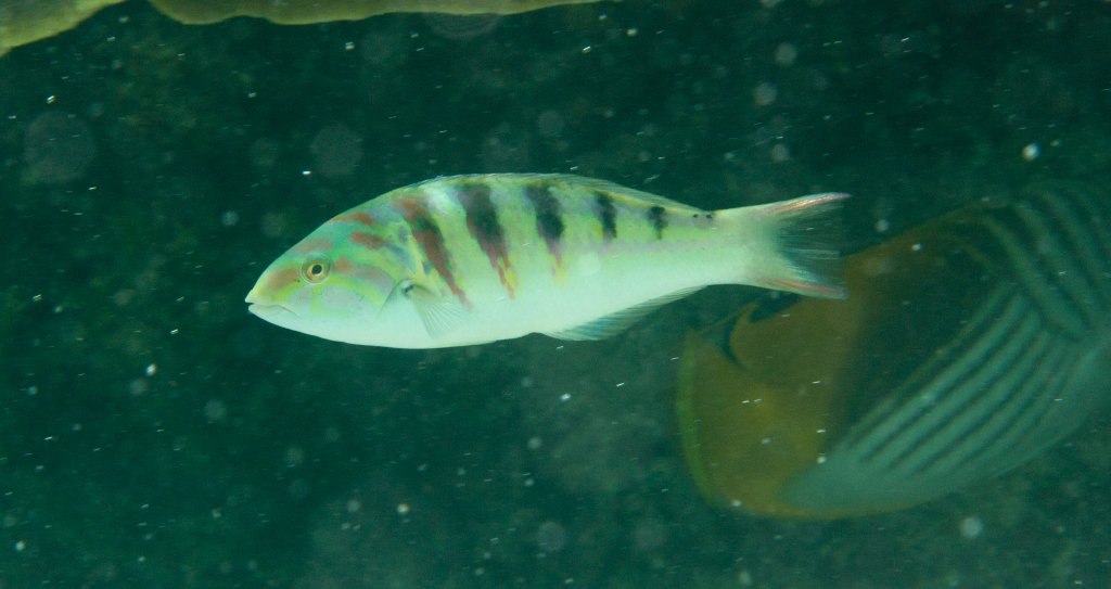 Sixbar Wrasse (Thalassoma hardwickei)