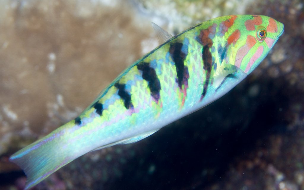 Sixbar Wrasse
