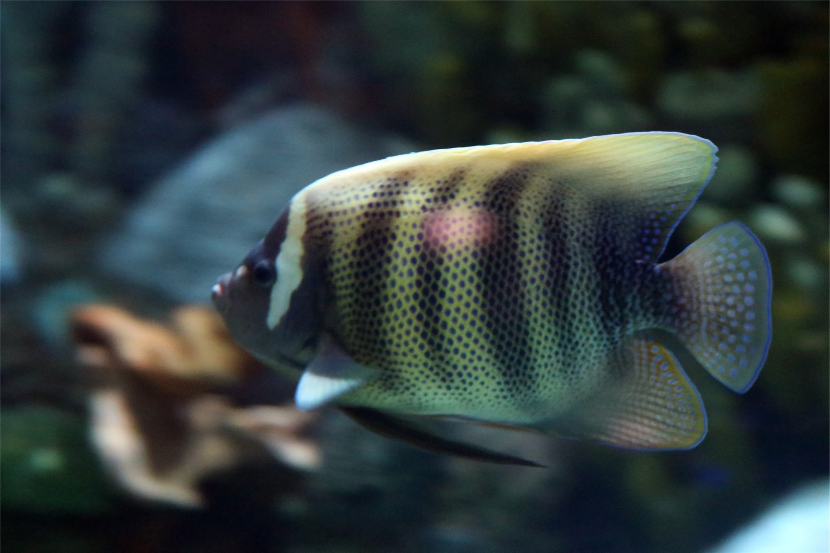 Sixbarred Angelfish