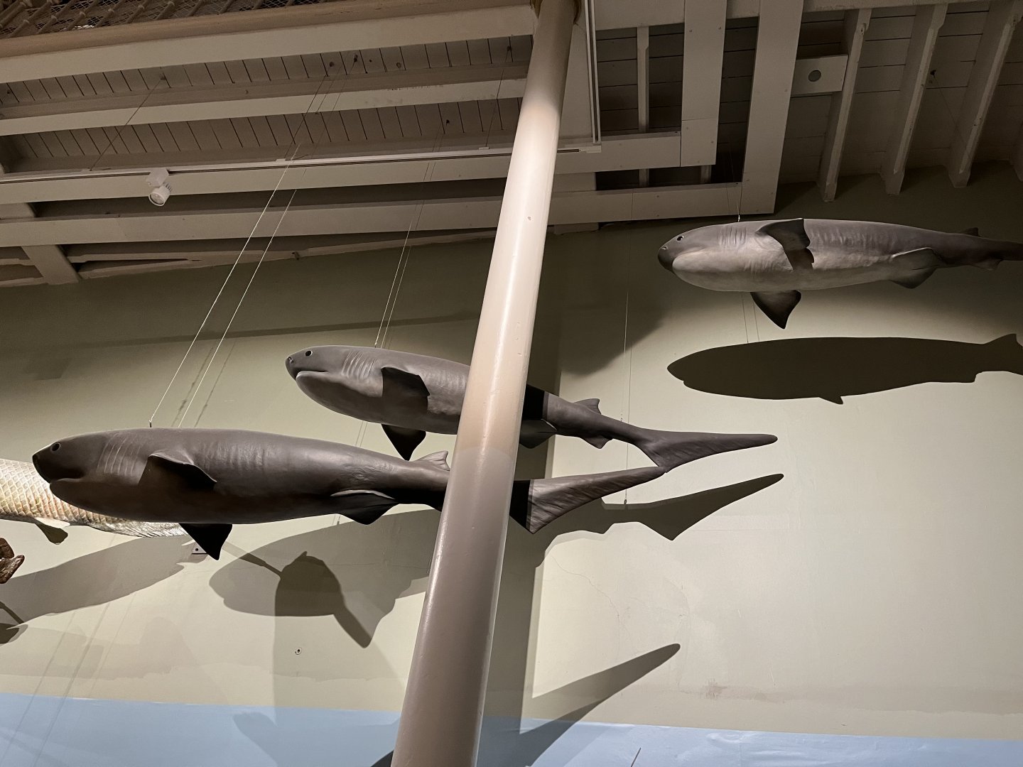 Sixgill shark 29.7.23