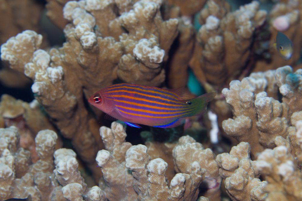 Sixline Wrasse